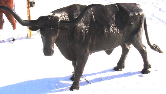 Large Longhorn Steer (Head Turned)