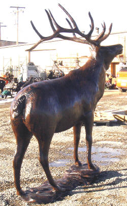 Mountain Elk