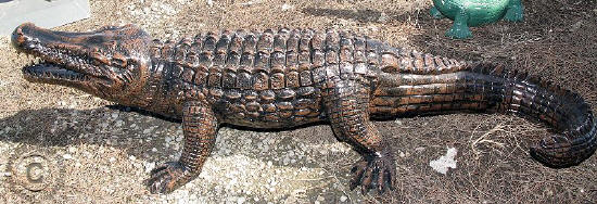 Large Alligator